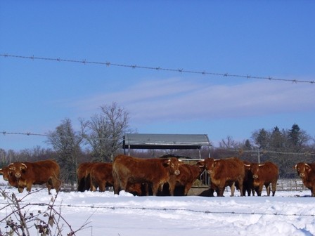Limousin Cattle in the Snow, Videix, S W France